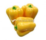 MR09 파프리카