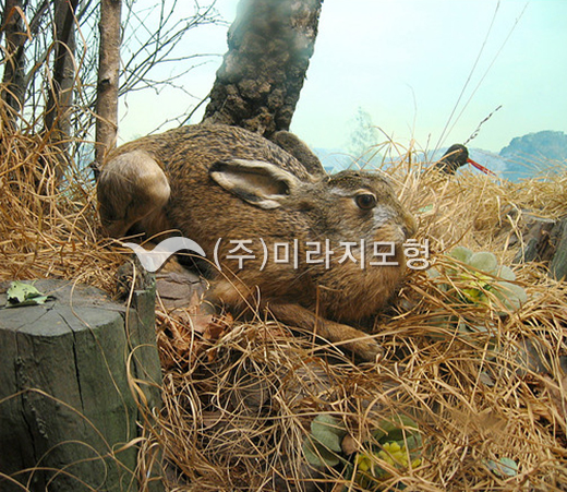 상품이미지 최대 사이즈