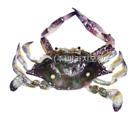 상품이미지 최대 사이즈