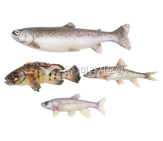 상품이미지 최대 사이즈